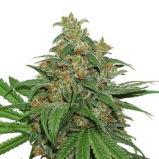 AK420 samonakvétací semena 3 ks Seedstockers