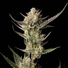 OG Kush Feminizowane Nasiona - 3
