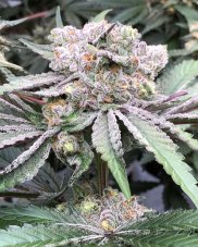 Symbiotic Genetics Baccarat Feminized Seeds