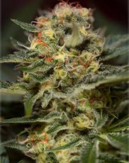 Jack 47 Fast Version - feminizovaná semena 10 ks Sweet Seeds