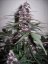 Bloody Skunk Auto - samonakvitacie semienka 3 ks Sweet Seeds