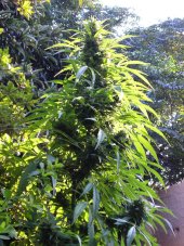 T.H. Seeds La S.A.G.E. Feminized Seeds