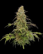 Humboldt Seed Company Supafreak feminizovaná semena