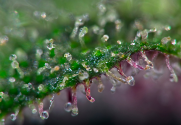 Trichome beim Cannabis – was sie sind und warum sie wichtig sind