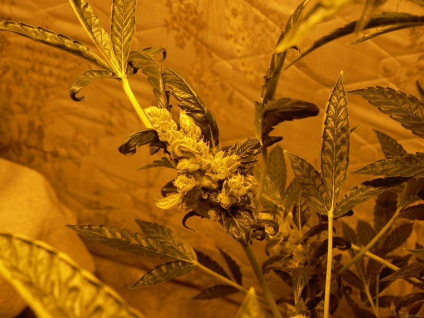 Liberty Haze - feminisierte Samen 10 Stück Barney's Farm