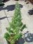 AutoDurban Poison®- autoflowering semienka 3ks Dutch Passion