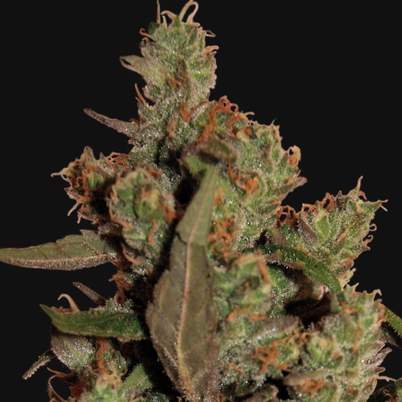 CBD Critical Cure - feminizovaná semínka 5 ks Barney´s Farm