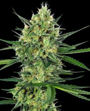 Tangerine Sugar - Feminizovaná semena konopí 5 ks, Sensi Seeds