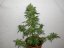 PolarLight  3®- autoflowering semienka 7ks Dutch Passion