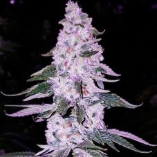 Ethos Genetics Ethos Hash Plant Bx1 regular seeds