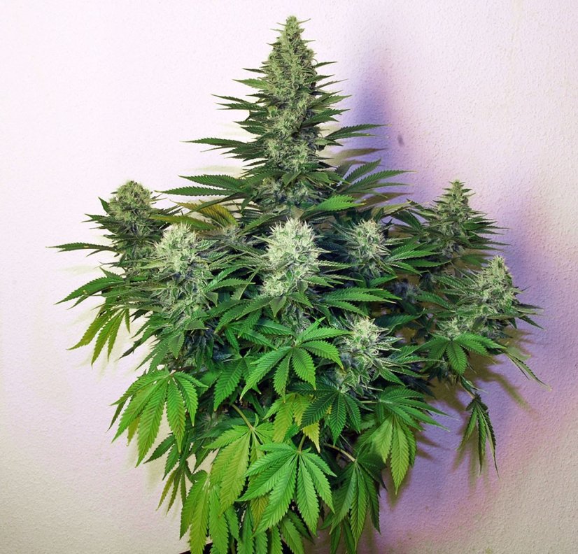 Freddy's Best – feminizovaná semínka 3 ks Dutch Passion