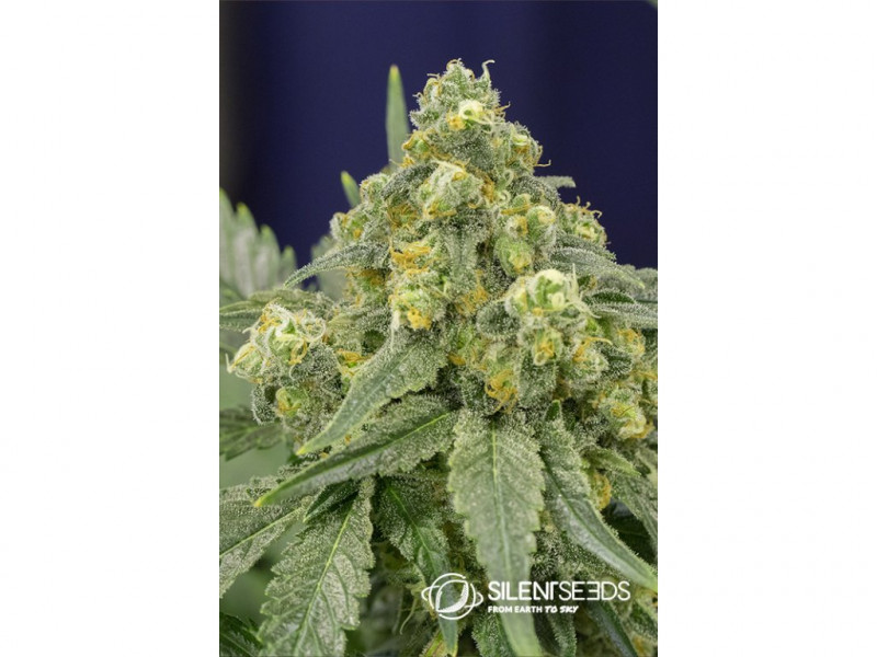 White Widow feminizované semena 3 ks Silent Seeds