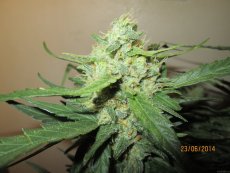 NYC Diesel Auto (dříve Ice Cool Auto) - feminizovaná a samonakvétací semínka 3ks Sweet Seeds