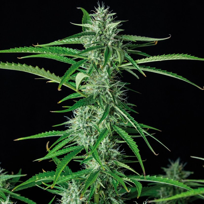 Sirup auto - feminizované semená, 3 ks, Buddha Seeds