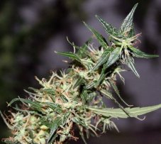 Mango Haze - Standardized Seeds 18 pcs Mr. Nice
