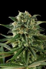 Super Critical Haze 10 ks feminizované semienka Dinafem