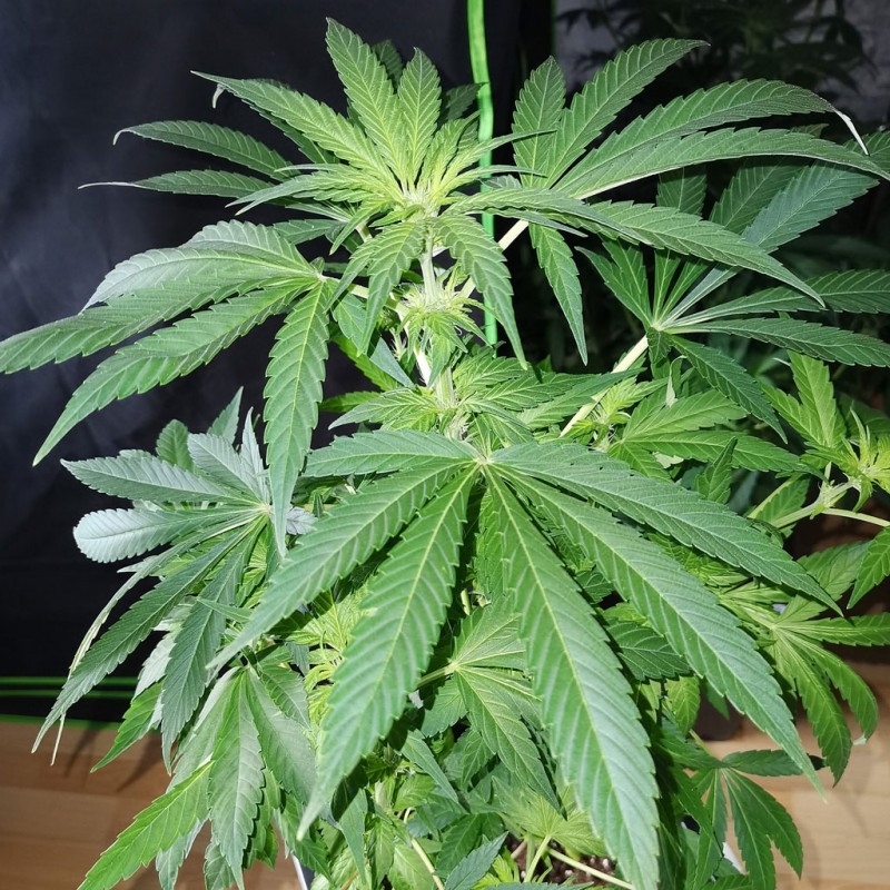 TNT Trichome - feminizovaná semena 3 ks, Super Sativa Seed Club