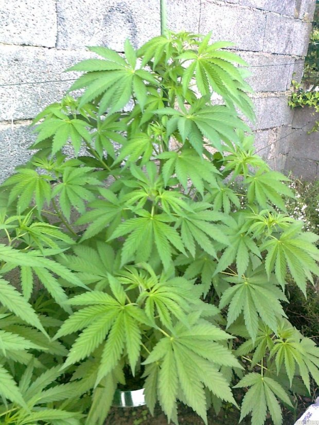 Ruderalis Indica - Nasiona 10 szt. Standardowych Sensi Seeds