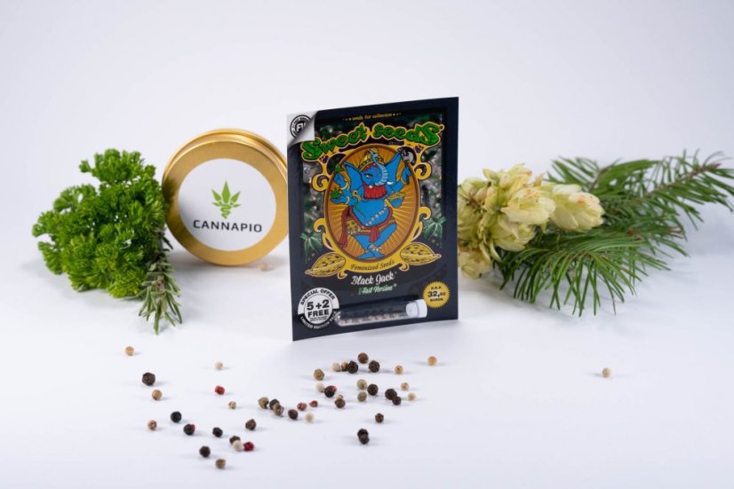 Black Jack Fast Version - feminizované semienka 10 ks Sweet Seeds