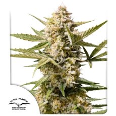 Cinderella Jack Auto Feminizované Semená - 3