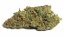 Red Dragon – feminizované semienka 10 ks Barney Farms