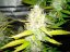 Royal Creamatic - feminized And autoflowering seeds 10 pcs Royal Queen Seeds