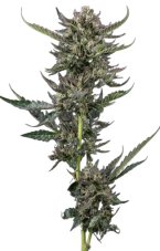 Notorious THC - feminizované semínka marihuany 3 ks Humboldt Seed Company
