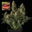 Strawberry Cheesecake Auto - automatycznie kwitnące nasiona marihuany, 3 sztuki Seedsman