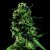 LSD - semillas feminizadas Barney's Farm 3 uds.