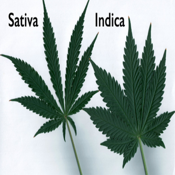 Sativa Vs Indika 2