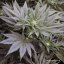 Sugar Bomb Punch - feminizované semienka 10 Ks Dutch Passion