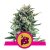 Blue Cheese - semi femminizzati 3 pz Royal Queen Seeds