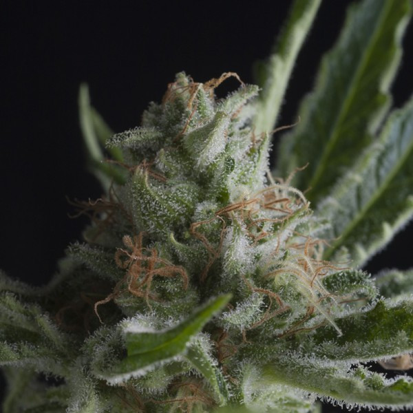 CBD Shark - feminizované semená 3 ks Pyramid Seeds