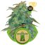 Royal Haze Automatic - feminisierte und selbstblühende Samen 3 Stück Royal Queen Seeds