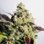 DC Kush - feminized seeds 5 pcs, Doctor's Choice