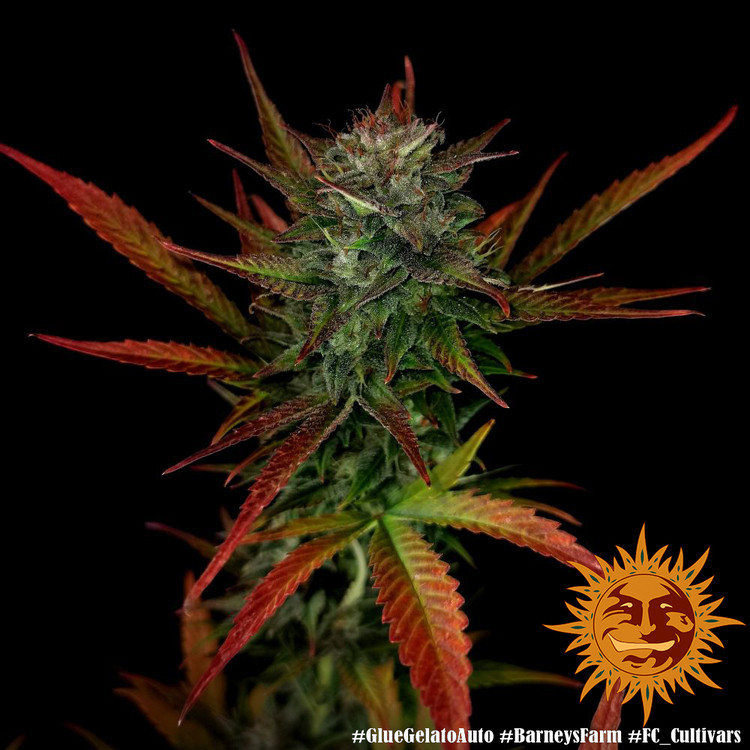 Glue Gelato Auto - autoflowering semena marihuany 5 ks Barney´s Farm