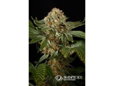 OG Kush Feminizowane nasiona 10szt Silent Seeds
