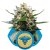 Royal Medic - Nasiona feminizowane 3szt. Royal Queen Seeds