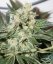 CBD Skunk Haze®- feminizované semienka 3 ks Dutch Passion