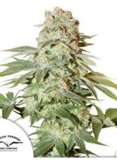 Auto Power Plant® - autoflowering seeds 7 pcs Dutch Passion