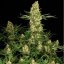 Wappa - 5 ks feminizované semená Paradise Seeds
