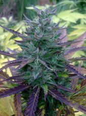 Blue Amnesia XXL Auto - fem. a autoflowering semienka 3ks Dinafem