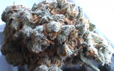 White Widow 10 feminizovaných semien Growshop