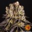Purple Punch - feminizovaná semená marihuany 5 ks Barney´s Farm