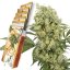 Medikit - Feminized Seeds, 10 pcs, Buddha Seeds