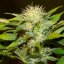 Bruce Banger - feminizované semienka konope 10 ks, Seedsman