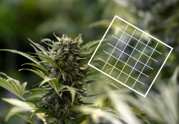 How to increase the yield of cannabis plants with the ScrOG method?