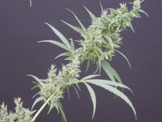 Nevilles Haze x Mango 18 ks štandardizovaná semienka Mr. Nice