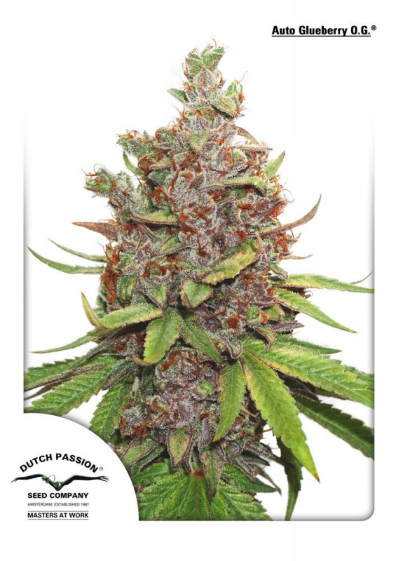 Glueberry O.G. autoflower - feminisierte Samen 3 Stück Dutch Passion