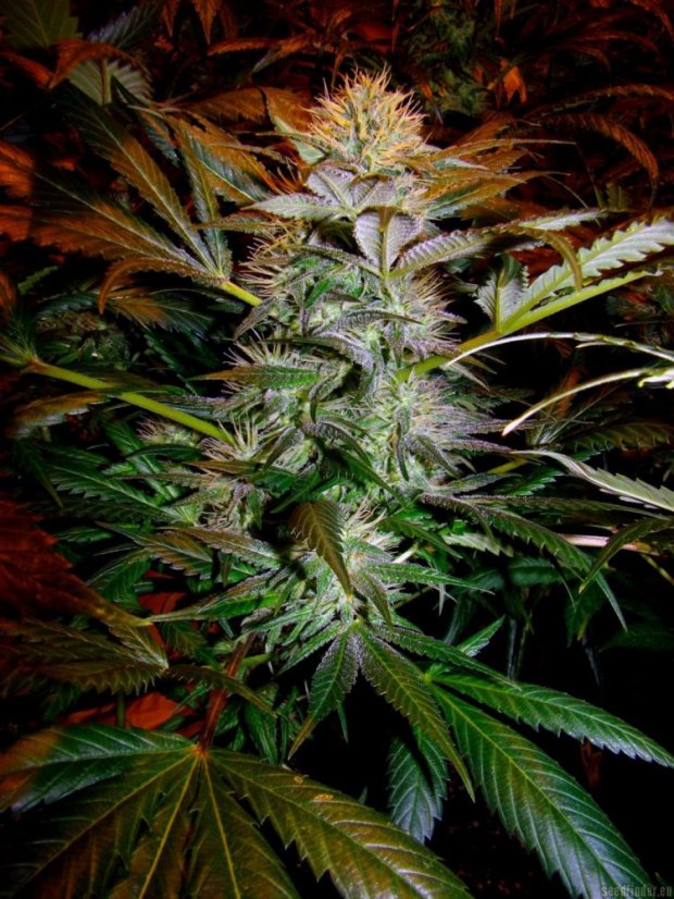 Sensi Star 5 ks, feminizované semená Paradise Seeds